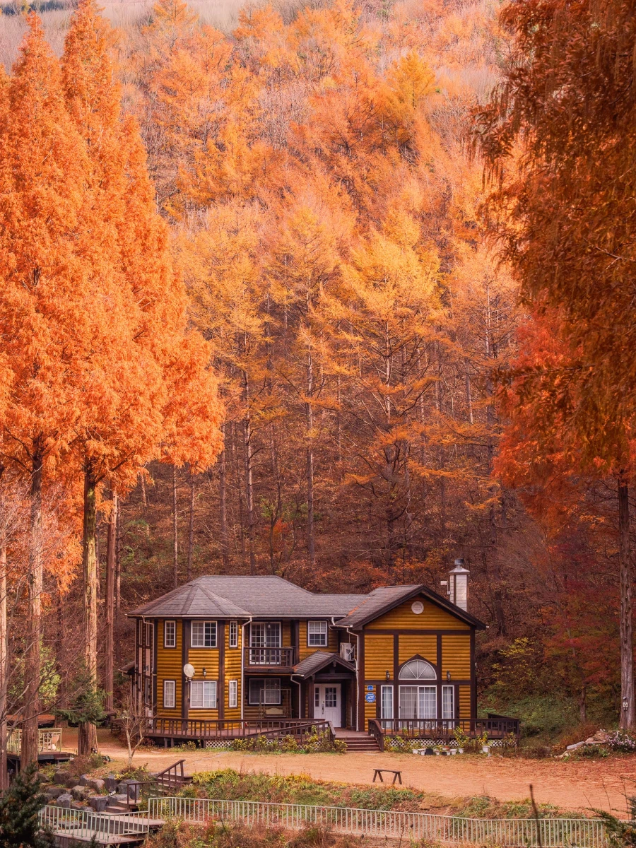 SEL2470GM2 | 온빛 자연휴양림, 가을이 깊어지는 숲의 기록_1.webp