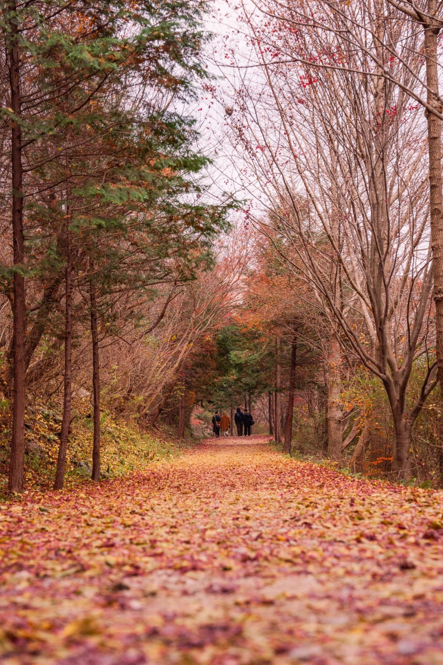 SEL2470GM2 | 온빛 자연휴양림, 가을이 깊어지는 숲의 기록_2.webp