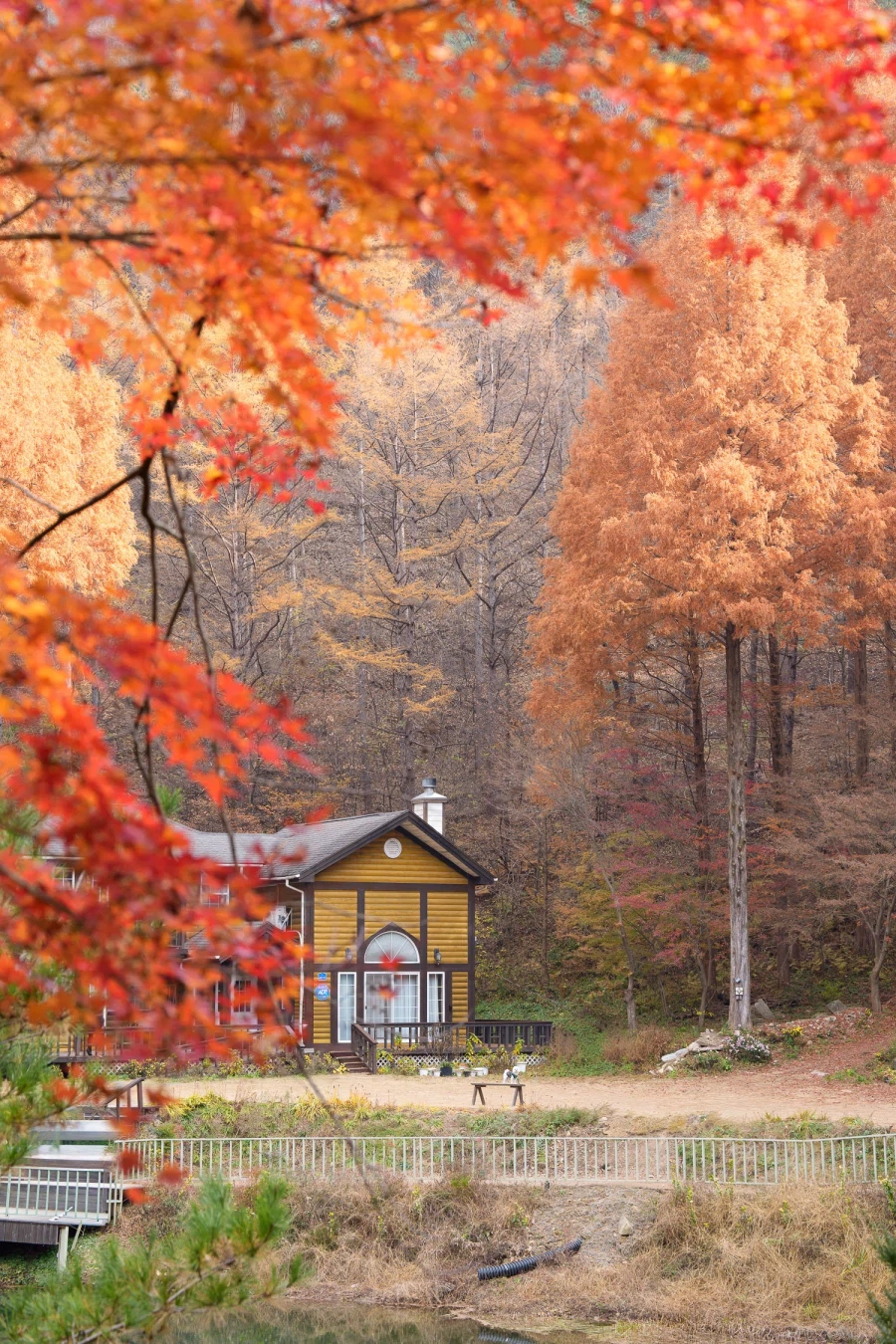 SEL2470GM2 | 온빛 자연휴양림, 가을이 깊어지는 숲의 기록_4.webp