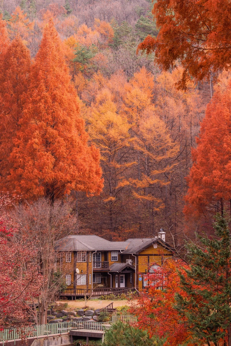 SEL2470GM2 | 온빛 자연휴양림, 가을이 깊어지는 숲의 기록_5.webp