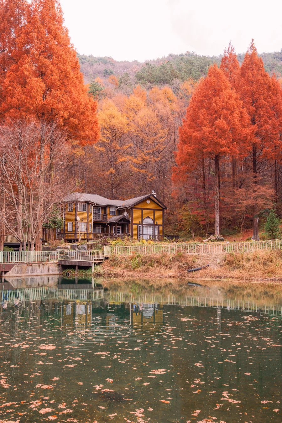 SEL2470GM2 | 온빛 자연휴양림, 가을이 깊어지는 숲의 기록_6.webp