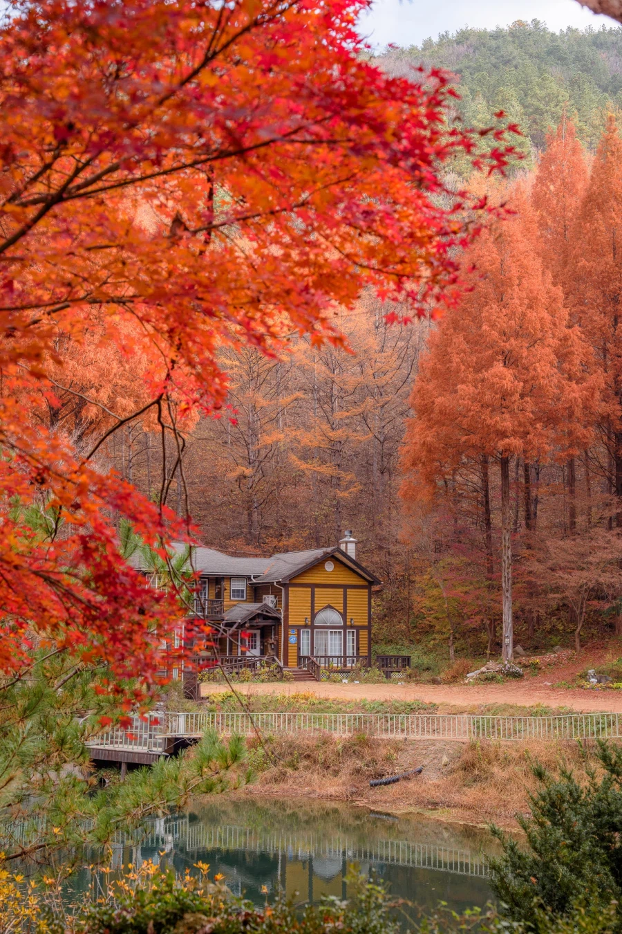 SEL2470GM2 | 온빛 자연휴양림, 가을이 깊어지는 숲의 기록_7.webp