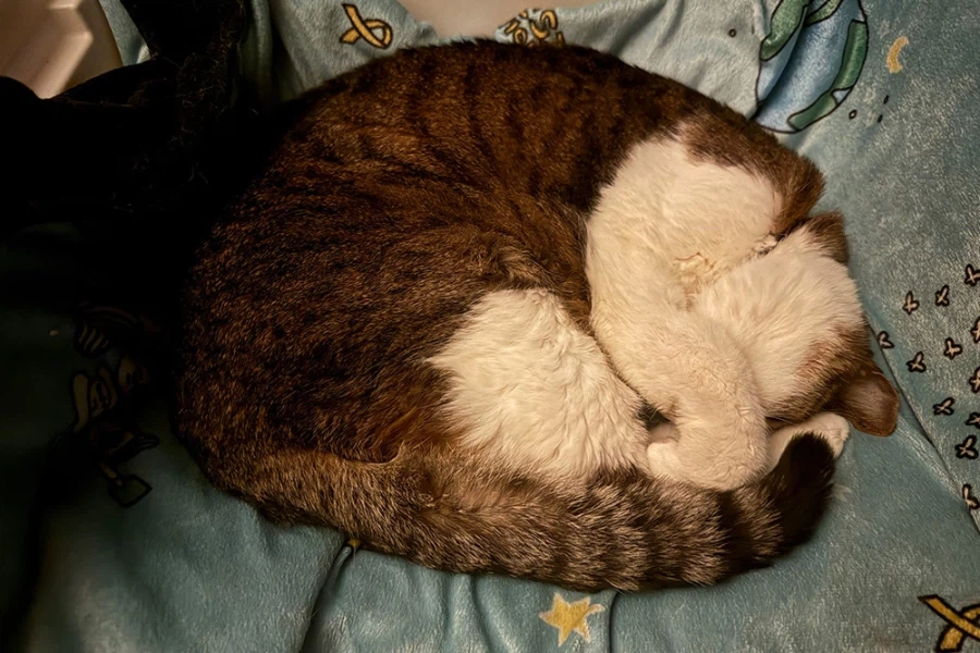 긴 신부전 치료를 일단 마치고 아이가 집으로 왔습니다!_3.webp