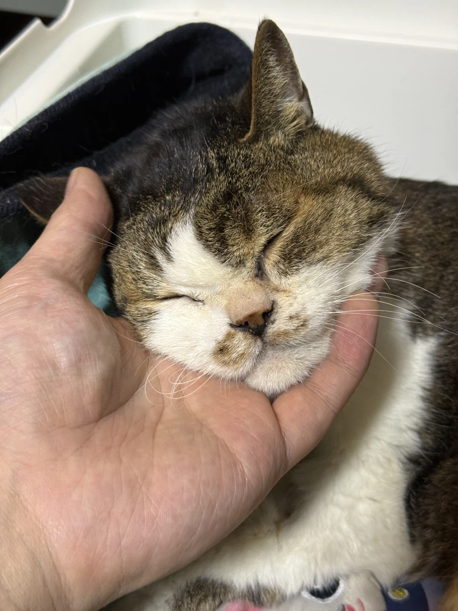 긴 신부전 치료를 일단 마치고 아이가 집으로 왔습니다!_4.webp