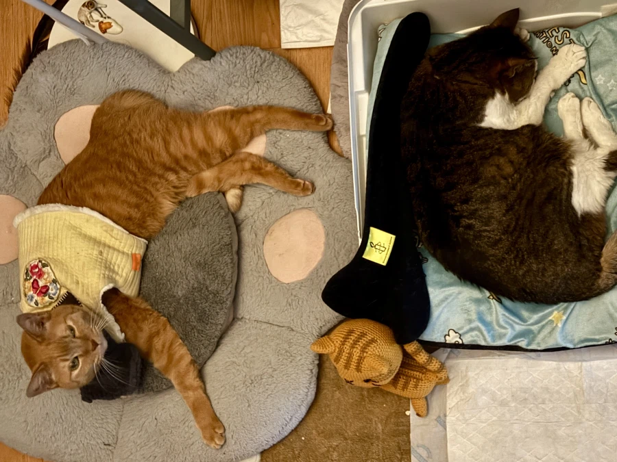 긴 신부전 치료를 일단 마치고 아이가 집으로 왔습니다!_8.webp