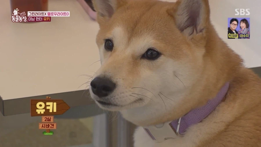 잘생긴 남자면 보면 실실웃고 오줌싸는 시바견_1.webp