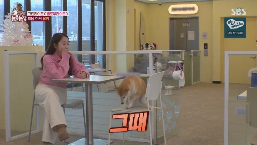 잘생긴 남자면 보면 실실웃고 오줌싸는 시바견_3.webp