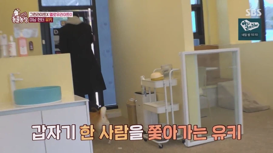 잘생긴 남자면 보면 실실웃고 오줌싸는 시바견_4.webp