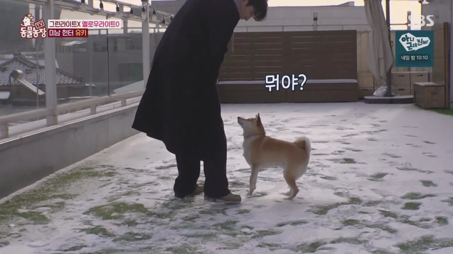 잘생긴 남자면 보면 실실웃고 오줌싸는 시바견_5.webp