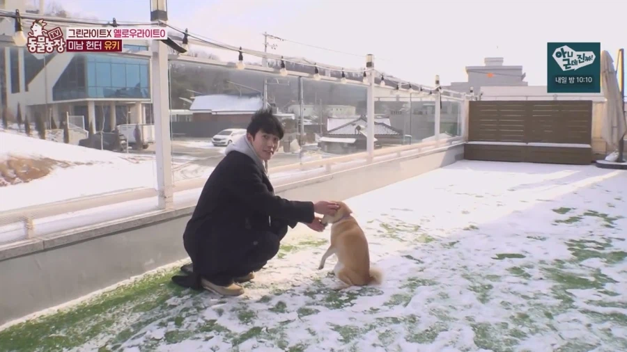 잘생긴 남자면 보면 실실웃고 오줌싸는 시바견_7.webp