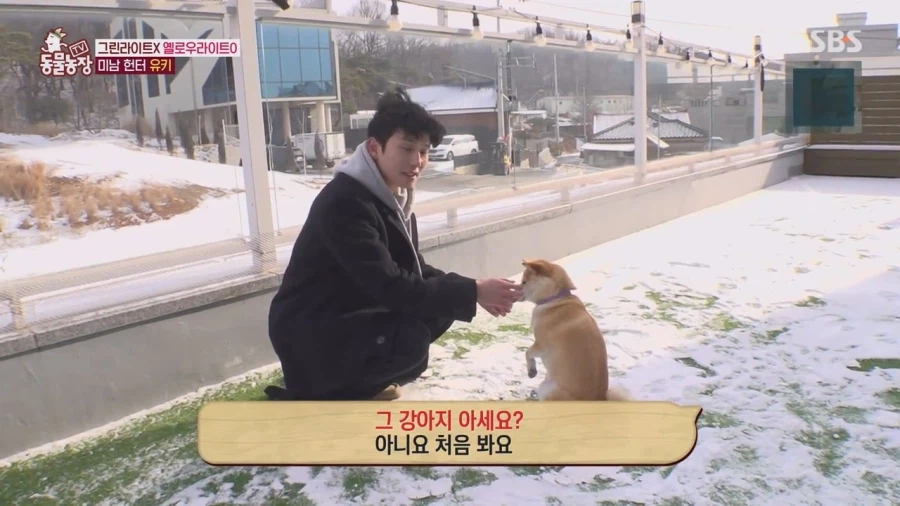 잘생긴 남자면 보면 실실웃고 오줌싸는 시바견_8.webp