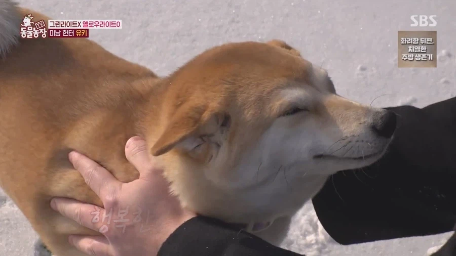 잘생긴 남자면 보면 실실웃고 오줌싸는 시바견_10.webp