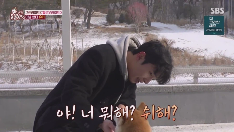 잘생긴 남자면 보면 실실웃고 오줌싸는 시바견_11.webp