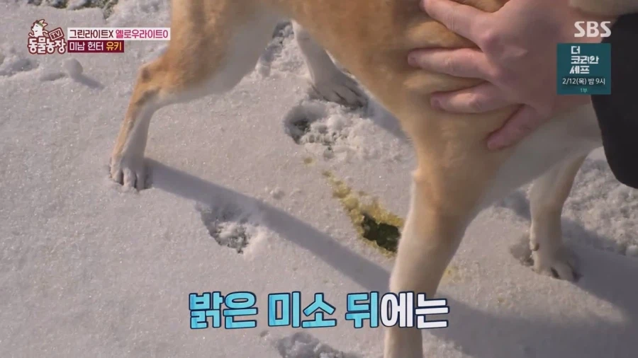 잘생긴 남자면 보면 실실웃고 오줌싸는 시바견_12.webp