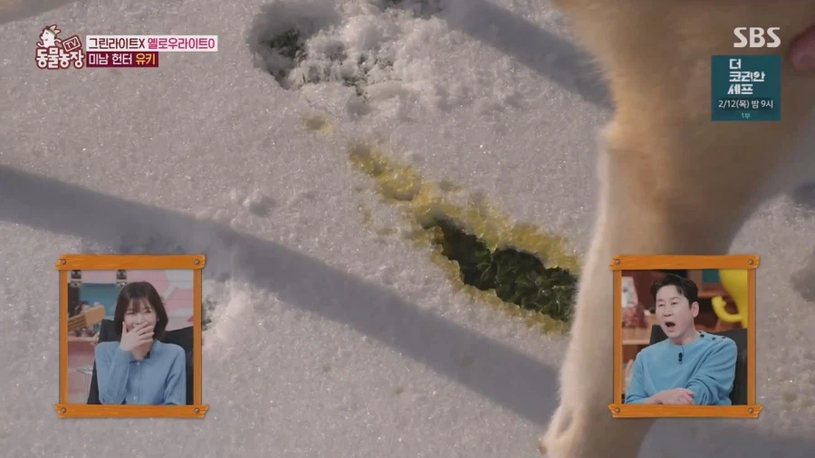 잘생긴 남자면 보면 실실웃고 오줌싸는 시바견_14.webp