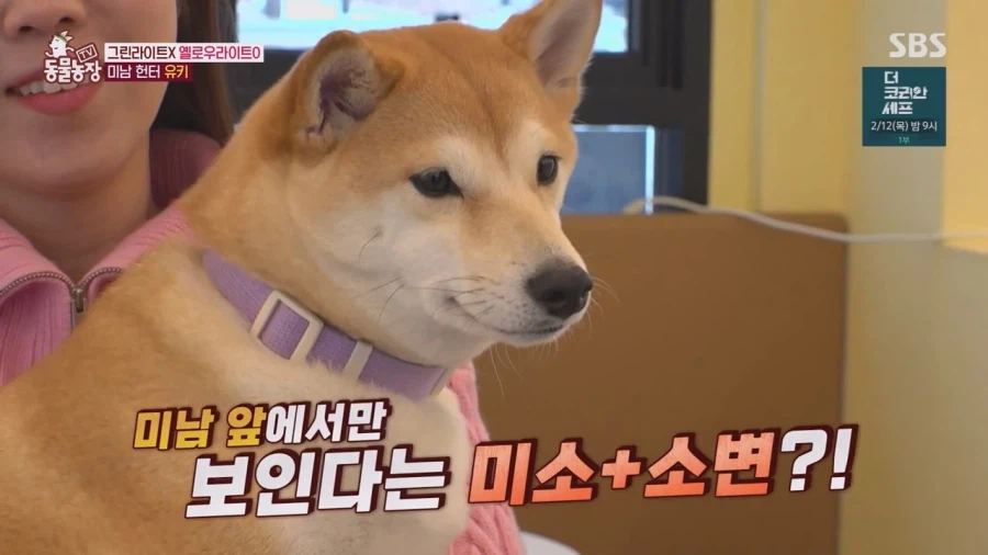 잘생긴 남자면 보면 실실웃고 오줌싸는 시바견_20.webp