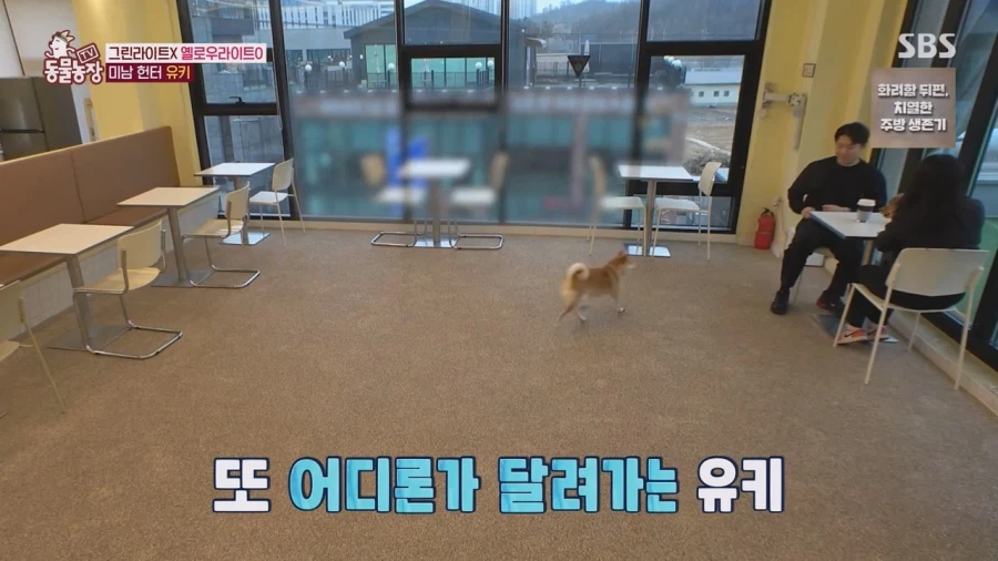 잘생긴 남자면 보면 실실웃고 오줌싸는 시바견_22.webp