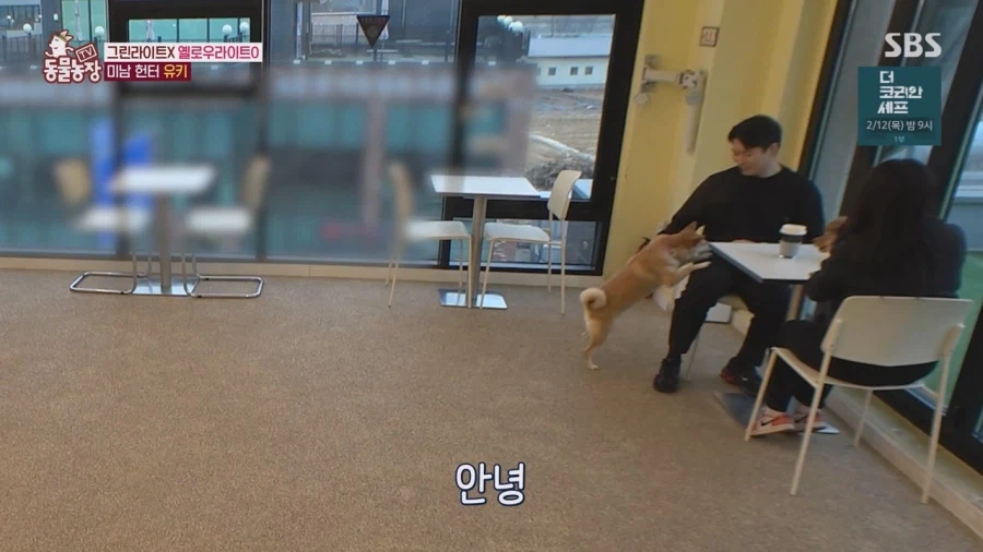 잘생긴 남자면 보면 실실웃고 오줌싸는 시바견_23.webp