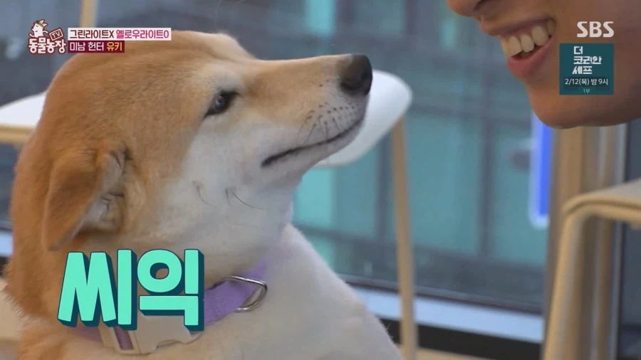 잘생긴 남자면 보면 실실웃고 오줌싸는 시바견_25.webp