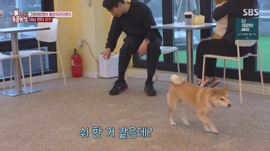 잘생긴 남자면 보면 실실웃고 오줌싸는 시바견_26.webp