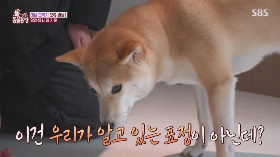 잘생긴 남자면 보면 실실웃고 오줌싸는 시바견_32.webp