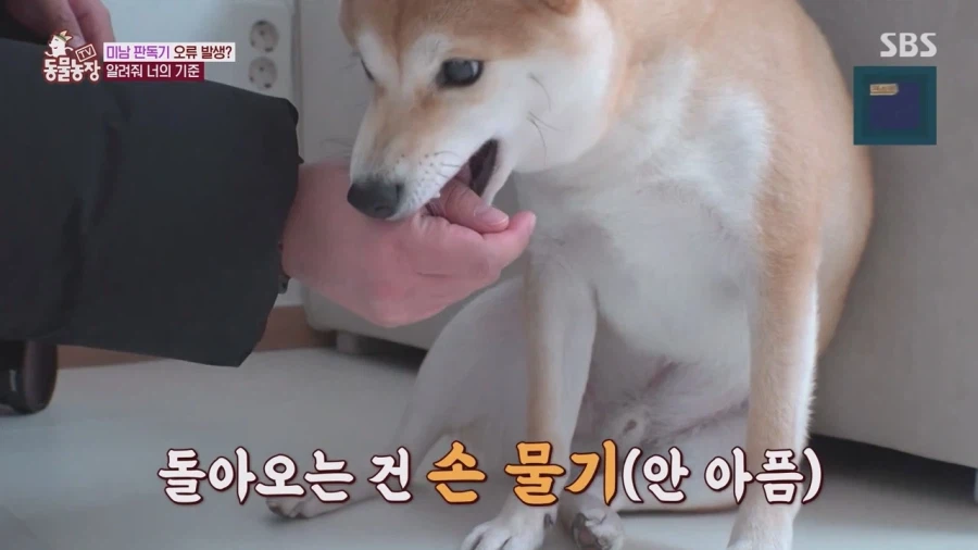 잘생긴 남자면 보면 실실웃고 오줌싸는 시바견_35.webp