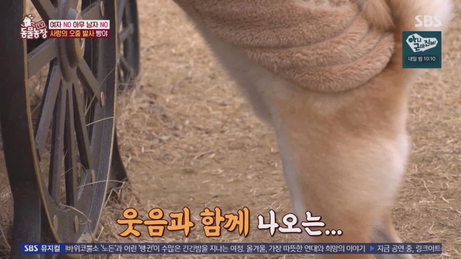 잘생긴 남자면 보면 실실웃고 오줌싸는 시바견_39.webp