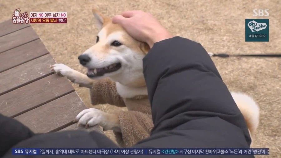 잘생긴 남자면 보면 실실웃고 오줌싸는 시바견_40.webp