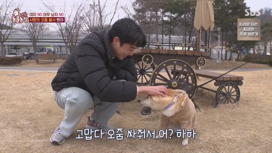 잘생긴 남자면 보면 실실웃고 오줌싸는 시바견_44.webp