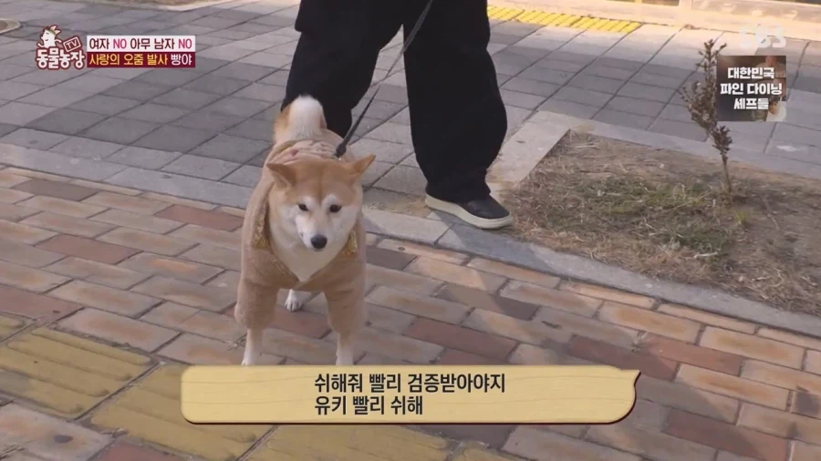 잘생긴 남자면 보면 실실웃고 오줌싸는 시바견_49.webp