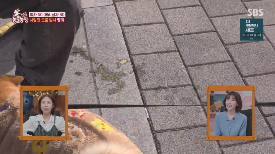 잘생긴 남자면 보면 실실웃고 오줌싸는 시바견_55.webp