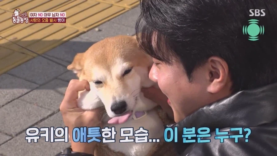 잘생긴 남자면 보면 실실웃고 오줌싸는 시바견_56.webp