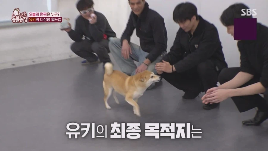 잘생긴 남자면 보면 실실웃고 오줌싸는 시바견_59.webp