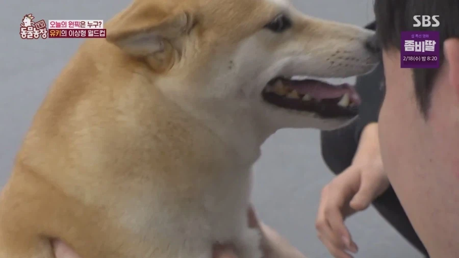 잘생긴 남자면 보면 실실웃고 오줌싸는 시바견_60.webp