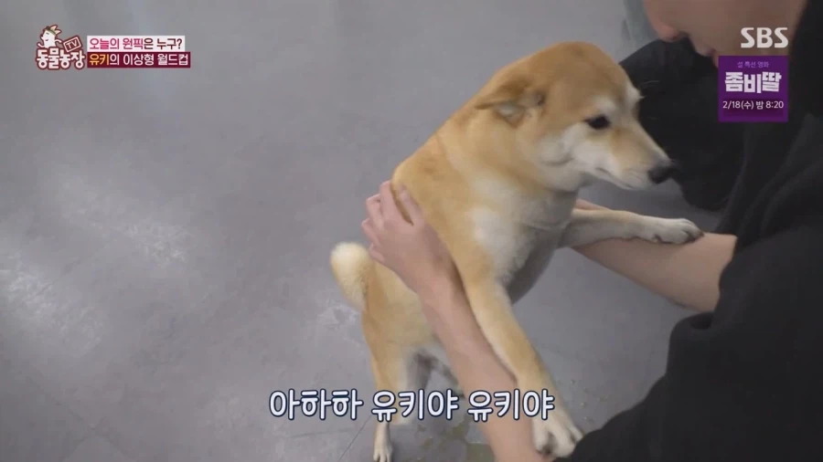 잘생긴 남자면 보면 실실웃고 오줌싸는 시바견_61.webp