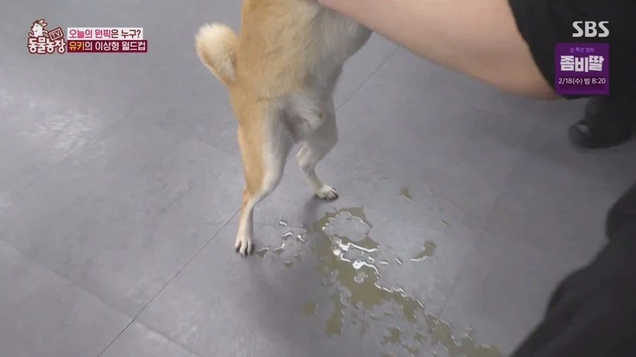 잘생긴 남자면 보면 실실웃고 오줌싸는 시바견_63.webp