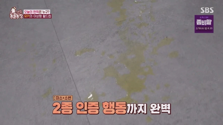 잘생긴 남자면 보면 실실웃고 오줌싸는 시바견_67.webp