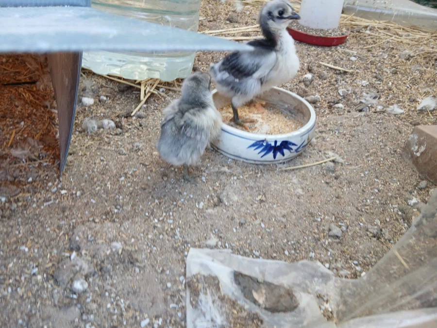 수녀님 몰래 몸집 커진 병아리들 올리기_2.webp