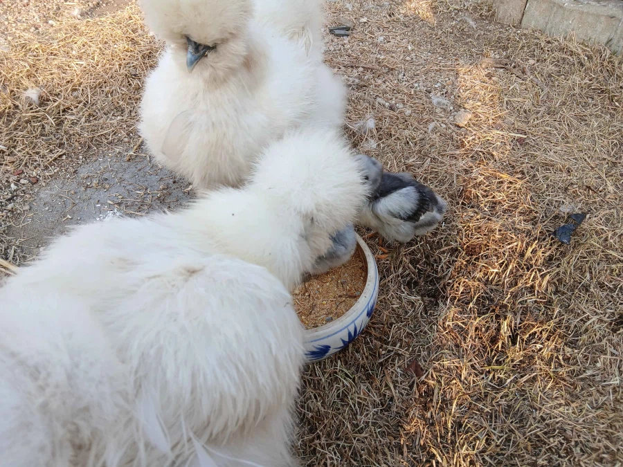 수녀님 몰래 몸집 커진 병아리들 올리기_3.webp