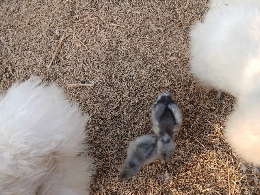 복슬복슬한 닭들과 병아리 올리기_1.webp