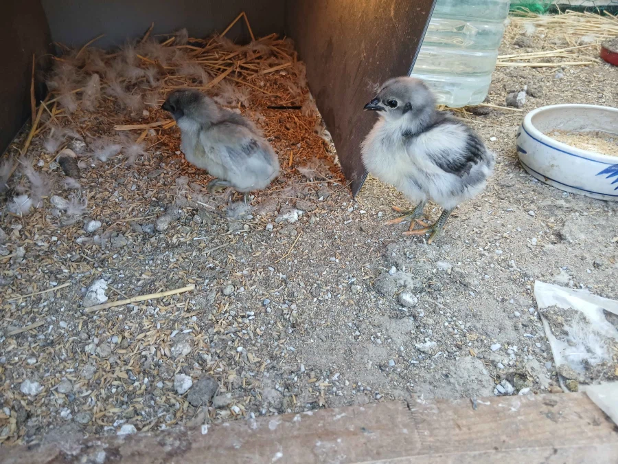 복슬복슬한 닭들과 병아리 올리기_4.webp