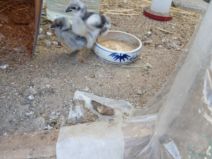 복슬복슬한 닭들과 병아리 올리기_3.webp