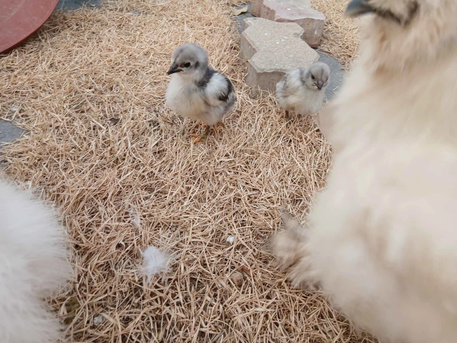 복슬복슬한 닭들과 병아리 올리기_5.webp