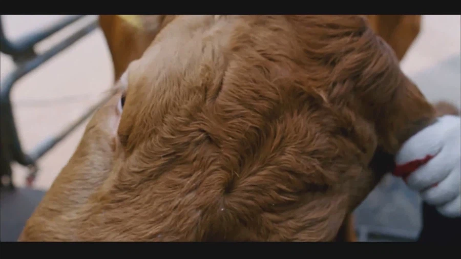 영화 식객에서 가장 슬픈장면_10.webp