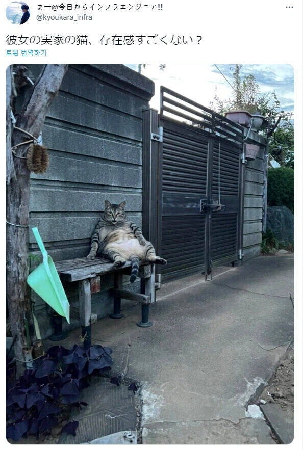 여친집의 존재감이 굉장한 고양이.jpg_1.webp