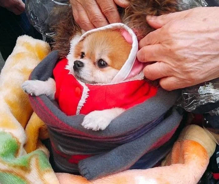 한파 속 시장에서 발견된 할머니의 강아지_1.webp