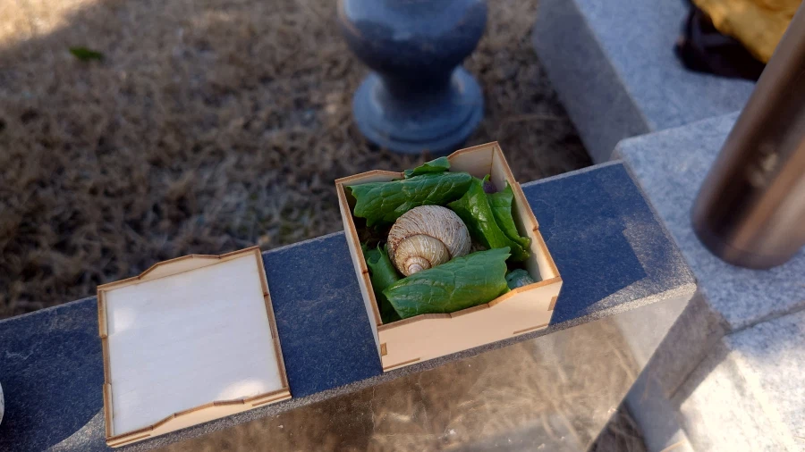 상추별로 간 우리 달팽이_2.webp