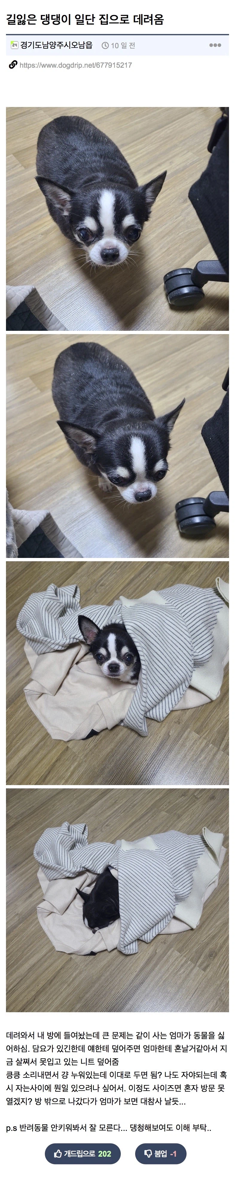 길잃은 뚱뚱 치와와 주인 찾아준 사람.jpg_3.webp