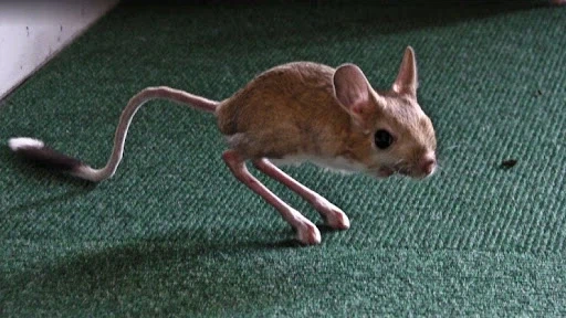 SF 영화에서 본 듯한 생물.jpg_2.webp