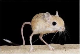 SF 영화에서 본 듯한 생물.jpg_3.webp